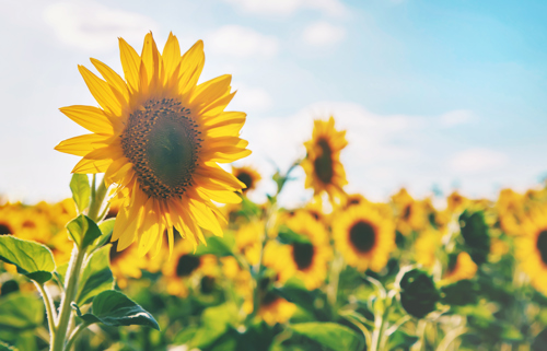 blooming-sunflowers-on-the-field-selective-focus-2026-03-16-02-29-16-utc.JPG